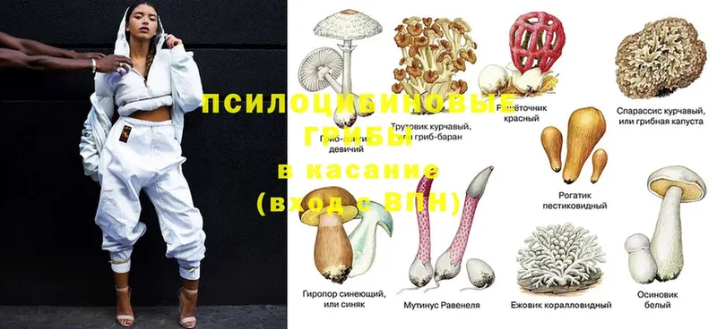 Галлюциногенные грибы Cubensis  Тавда 